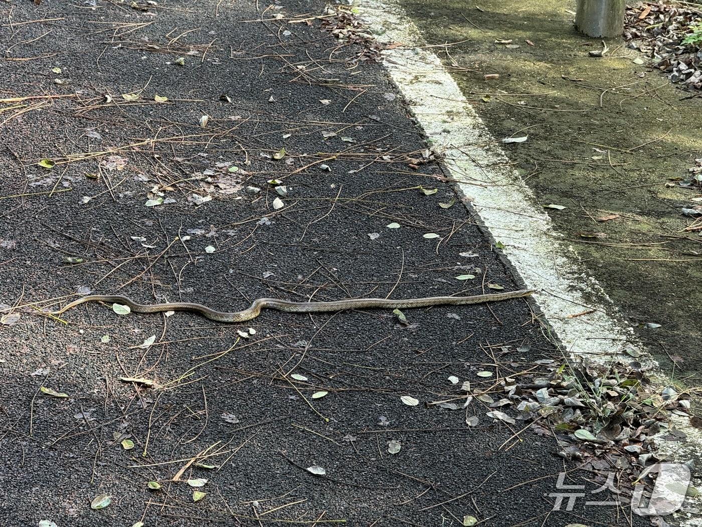 본문 이미지 - 화천에서 발견된 뱀.(독자 제공, 재판매 및 DB금지) 