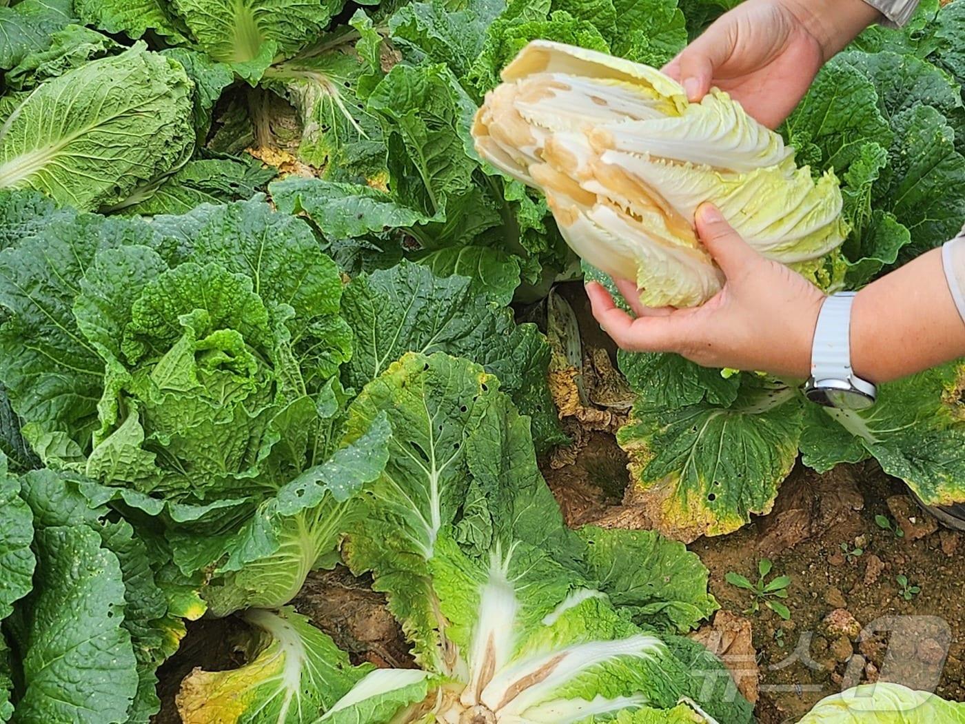 본문 이미지 - 배추 무름병 &#40;해남군 제공. 재판매 및 DB금지&#41; /뉴스1