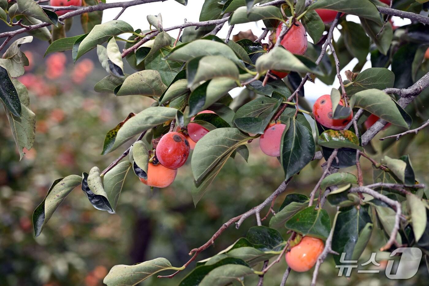 본문 이미지 - 올해 밀양시 상동면의 떫은감 재배지 230㏊가 탄저병 피해를 입은 것으로 나타났다. 사진은 탄저병이 걸린 떫은감.(밀양시 제공. 재판매 및 DB금지)