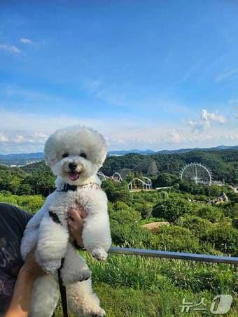 본문 이미지 - 올해 8월, 세계 개의 날을 맞아 진행된 에버랜드 반려견 동반 이벤트(에버랜드 제공) 