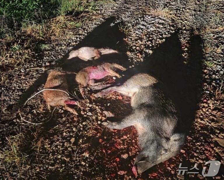 본문 이미지 - 포획된 멧돼지 모습(태안군 제공. 재판매 및 DB금지)2025.10.22/뉴스1
