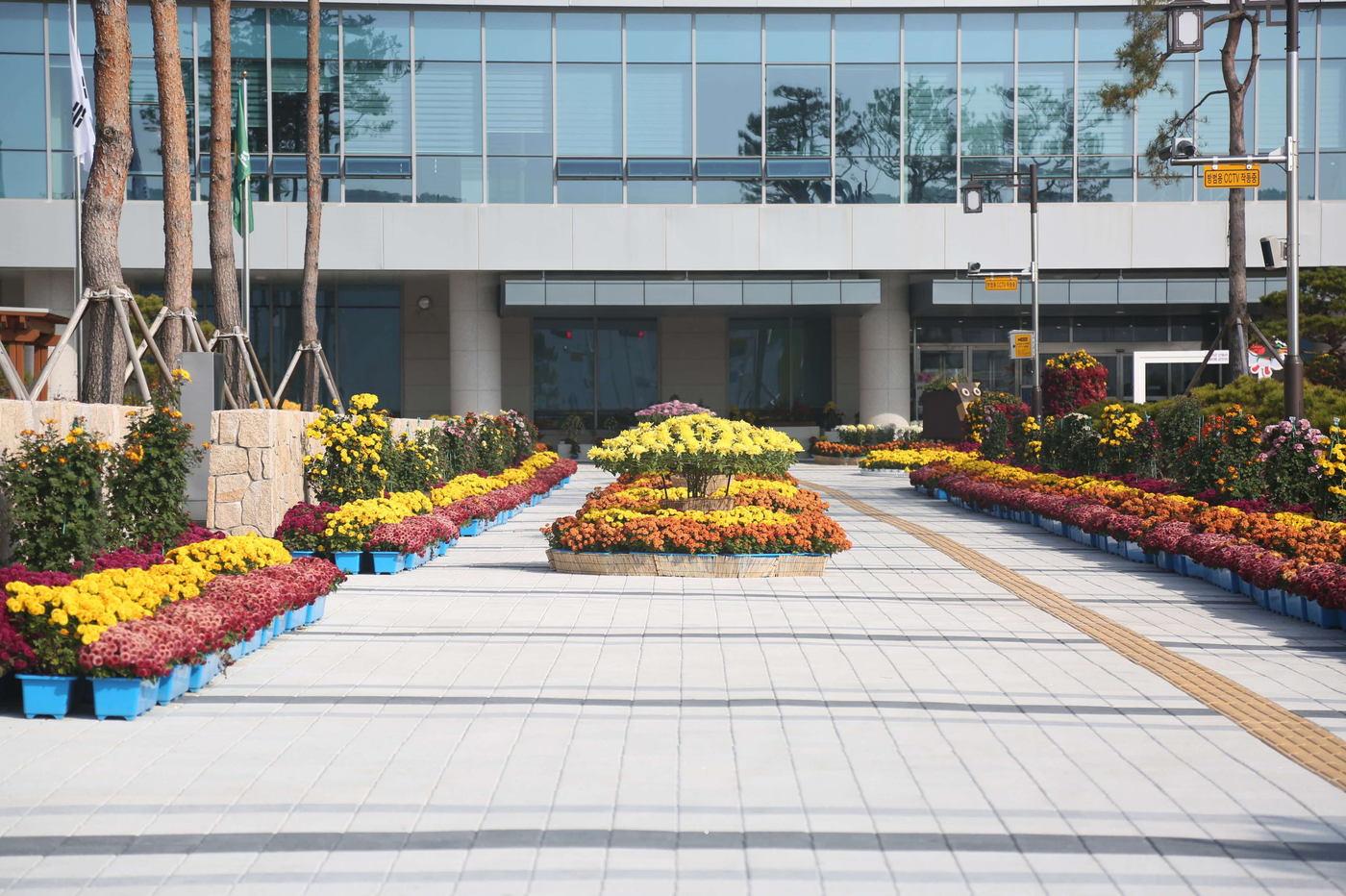 본문 이미지 - 서천군청사 앞에 전시된 국화 작품.(서천군 제공. 재판매 및 DB금지)/뉴스1