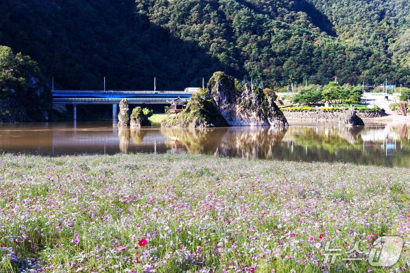 단양군 도담삼봉 인근에 조성된 코스모스 '도담정원'과 도담삼봉.(단양군 제공. 재판매 및 DB금지)/뉴스1 