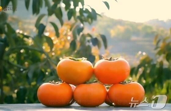 본문 이미지 - 김해 대표 특산물인 진영단감.(김해시 제공. 재판매 및 DB금지)