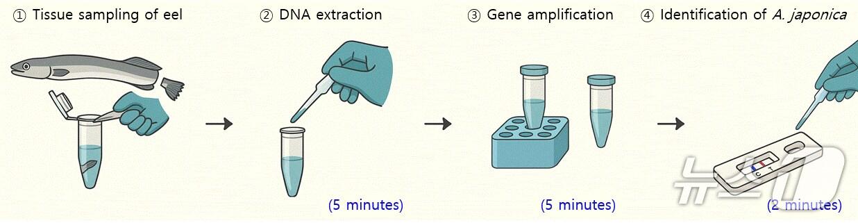 본문 이미지 - 뱀장어 신속 판별 과정도. 실뱀장어의 지느러미를 추출해 DNA를 추출할 수 있는 용액에 집어넣고, 추출된 DNA를 유전자 증폭시켜서 판별하게 된다. (해양수산부 제공)