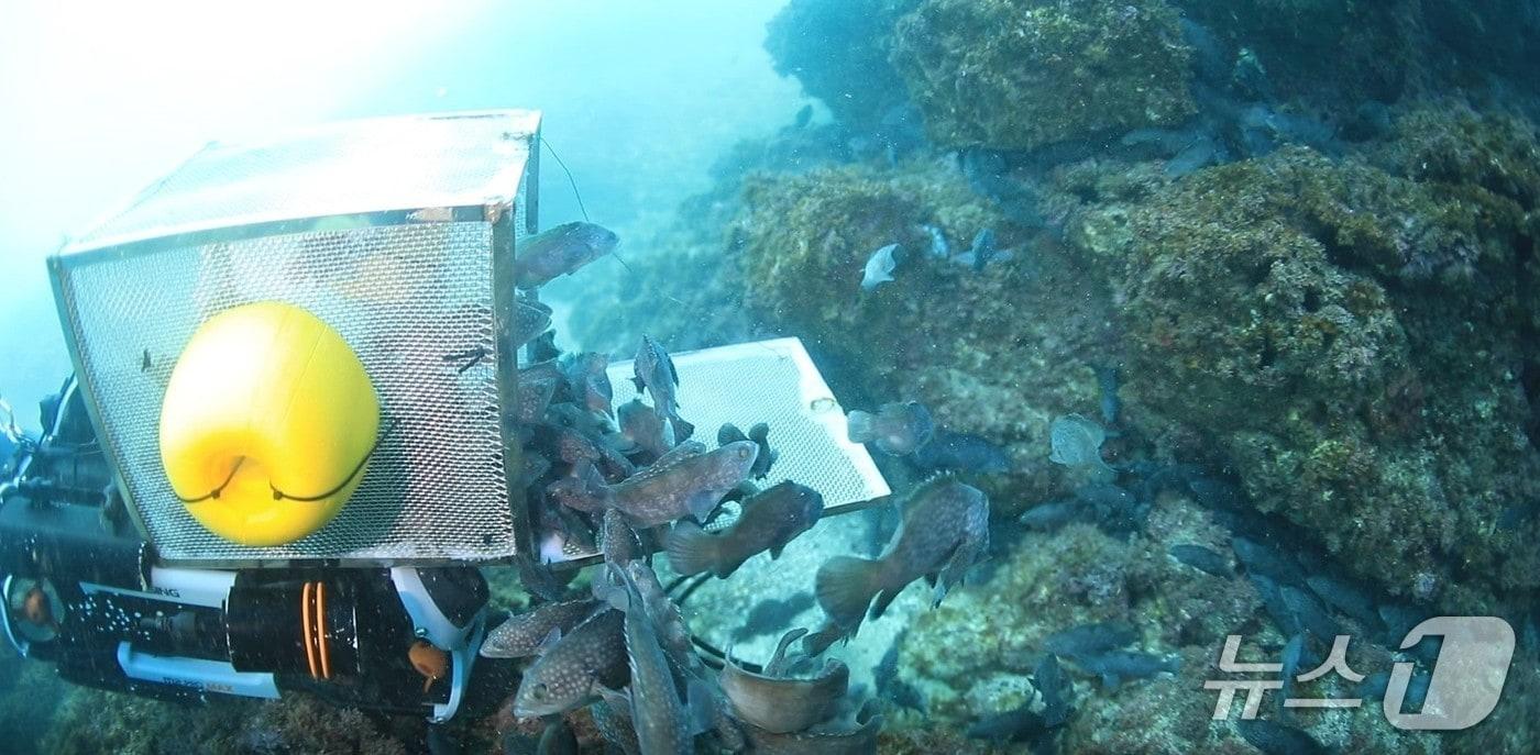 수중드론에서 수산자원이 방류되는 모습. (한국수산자원공단 제공. 재판매 및 DB 금지)