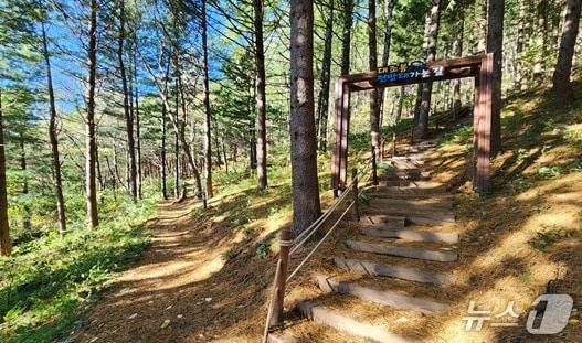 본문 이미지 - 강원 태백시의 '천상의 숲길' 자료 사진. (태백시 제공. 재판매 및 DB금지) 2025.10.22/뉴스1