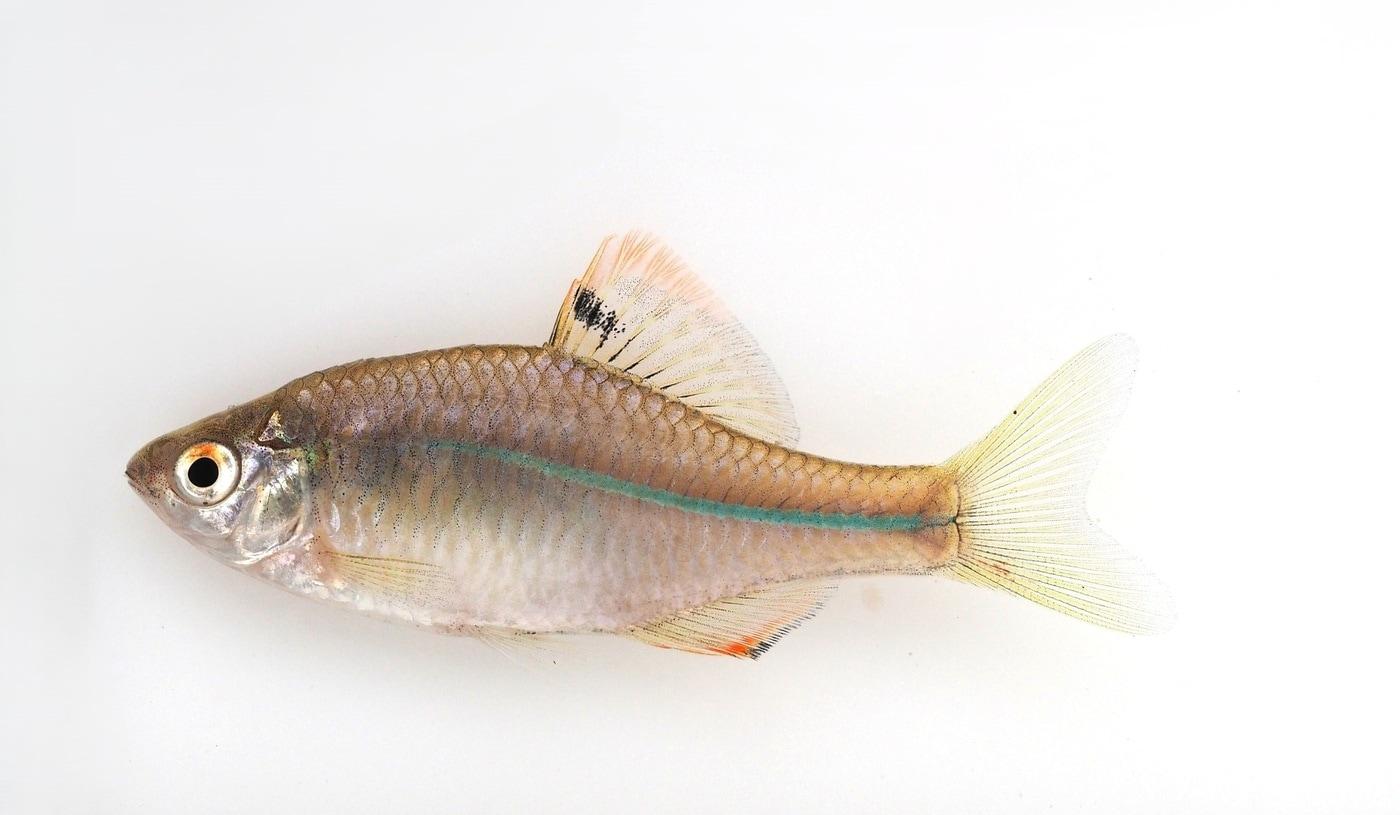 떡납줄갱이&#40;서울시 제공&#41;