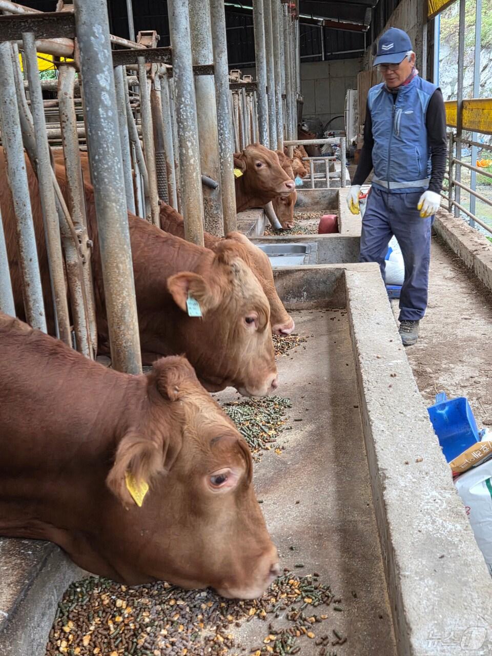 본문 이미지 - 전남 강진군이 한우 사육농가의 사료비 부담을 줄이고 품질 경쟁력을 높이기 위해 송아지 육성기 보조사료인 알팔파 펠릿을 지원해 농가의 호응을 얻고 있다.(강진군 제공, 재배포 및 DB 금지)2025.10.23/뉴스1
