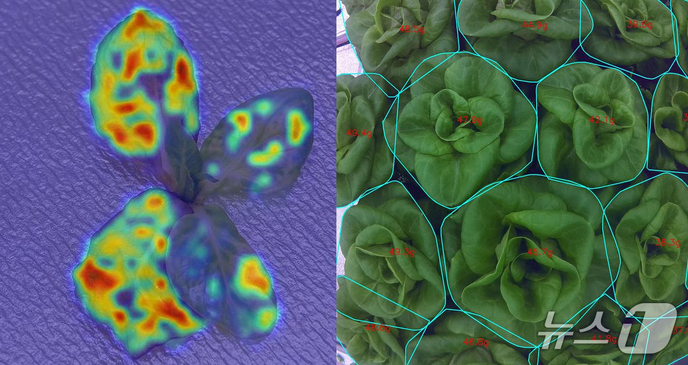 비전 AI 병해충 예찰·생육 예측&#40;롯데이노베이트 제공&#41;