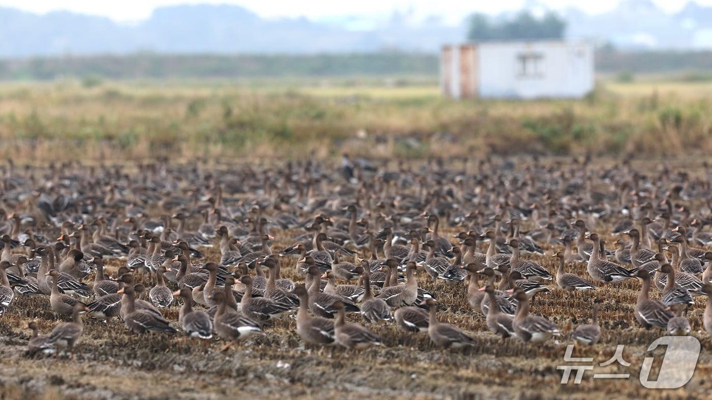 지난 10월 12일 천수만을 찾은 겨울 철새 모습(서산시 제공. 재판매 및 DB금지)2025.10.23/뉴스1