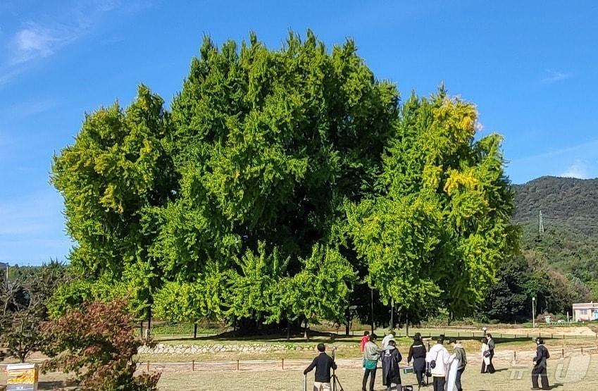 본문 이미지 - 국내 최고령&#40;1318년 추정&#41;이자 천연기념물 제167호인 강원 원주시 문막읍 반계리 은행나무의 단풍절정기가 오는 11월 초로 예상되는 가운데, 이에 앞선 23일 반계리 은행나무 주변에서 단편영화 &#39;다시, 봄&#39;의 제작진이 촬영일정을 소화하는 모습. 2025.10.23./뉴스1 ⓒ News1 신관호 기자