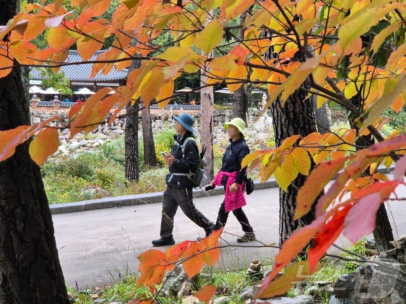 본문 이미지 - 지난달 23일 강원 속초시 설악산국립공원 자료 사진, ⓒ News1 윤왕근 기자