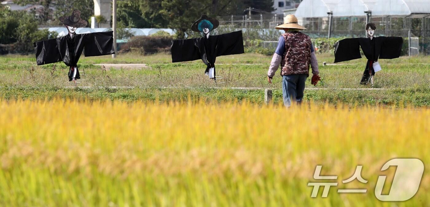 23일 오후 가을걷이가 시작된 대구 북구 학정동 팔계평야에 애니메이션 영화 '케이팝 데몬 헌터스(KPop Demon Hunters)' 속 캐릭터 '사자보이즈' 허수아비가 눈길을 끌고 있다. 2025.10.23/뉴스1 ⓒ News1 공정식 기자