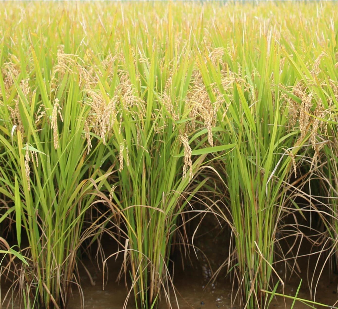 본문 이미지 - 벼 신품종 &#39;늘담&#39; &#40;농촌진흥청 제공&#41; 2025.10.23 /뉴스1