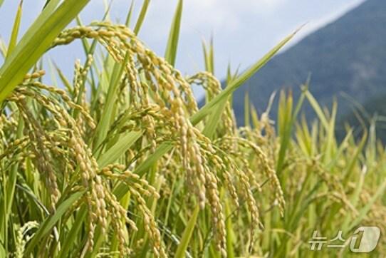 본문 이미지 - 강원 원주시의 토토미 홍보 자료 사진. (원주시 홈페이지 갈무리. 재판매 및 DB금지) 2025.10.23/뉴스1