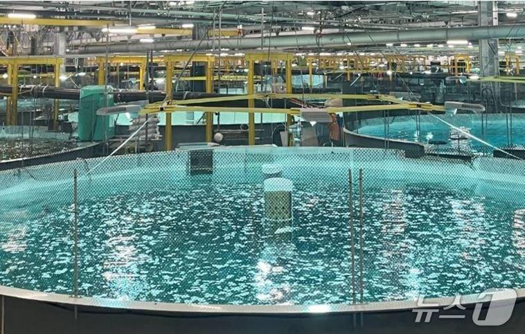 본문 이미지 - 일본 후지산 기슭에 위치한 프록시마 시푸드 육상양식시설&#40;출처:www.seafoodsource.com&#41;