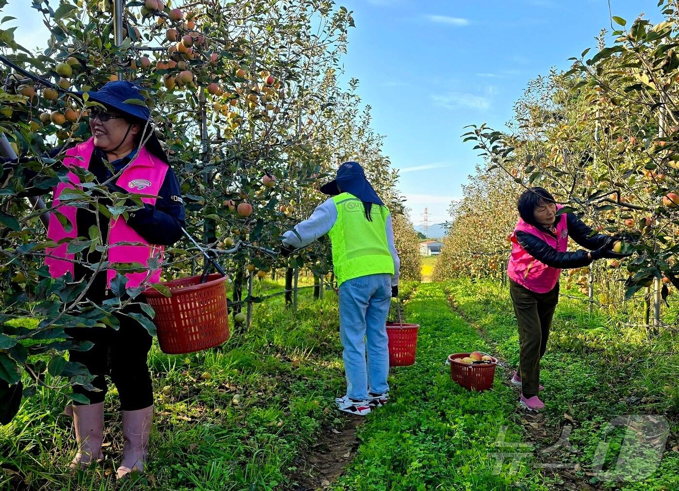 본문 이미지 - 농촌 일손돕기 장면 (자료사진)//뉴스1 