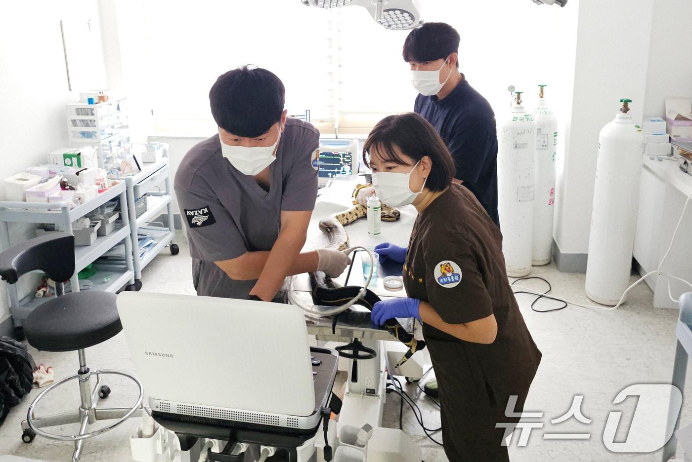 광주 우치동물원 붉은꼬리보아뱀 중성화 수술.&#40;광주시 제공. 재판매 및 DB 금지&#41; ⓒ News1 박준배 기자