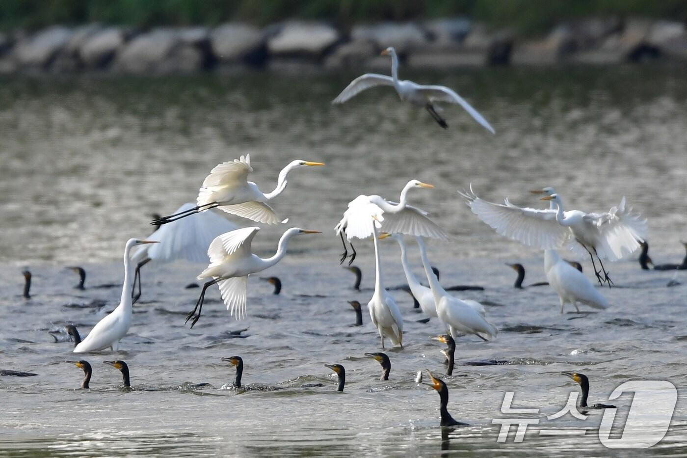 25일 경북 포항시 남구 연일읍 형산강에서 백로가 먹잇감을 찾아 다니고 있다. ⓒ News1 최창호 기자
