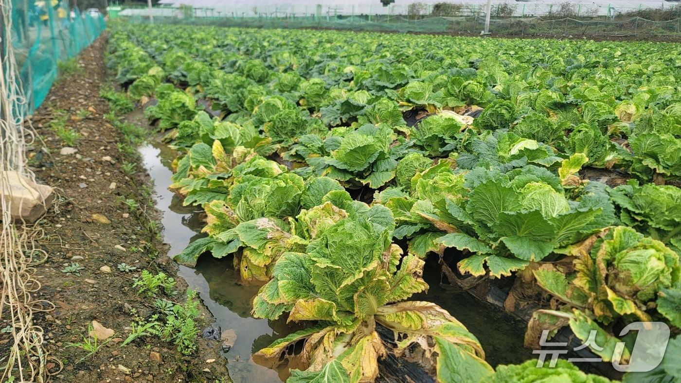 무름병에 걸려 상품성을 잃은 배추밭./뉴스1