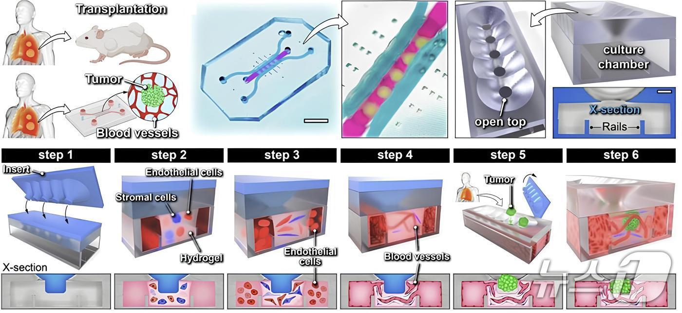 고형암의 체외 이식 및 장기 유지를 위한 미세공학 시스템(한국연구재단 제공) /뉴스1