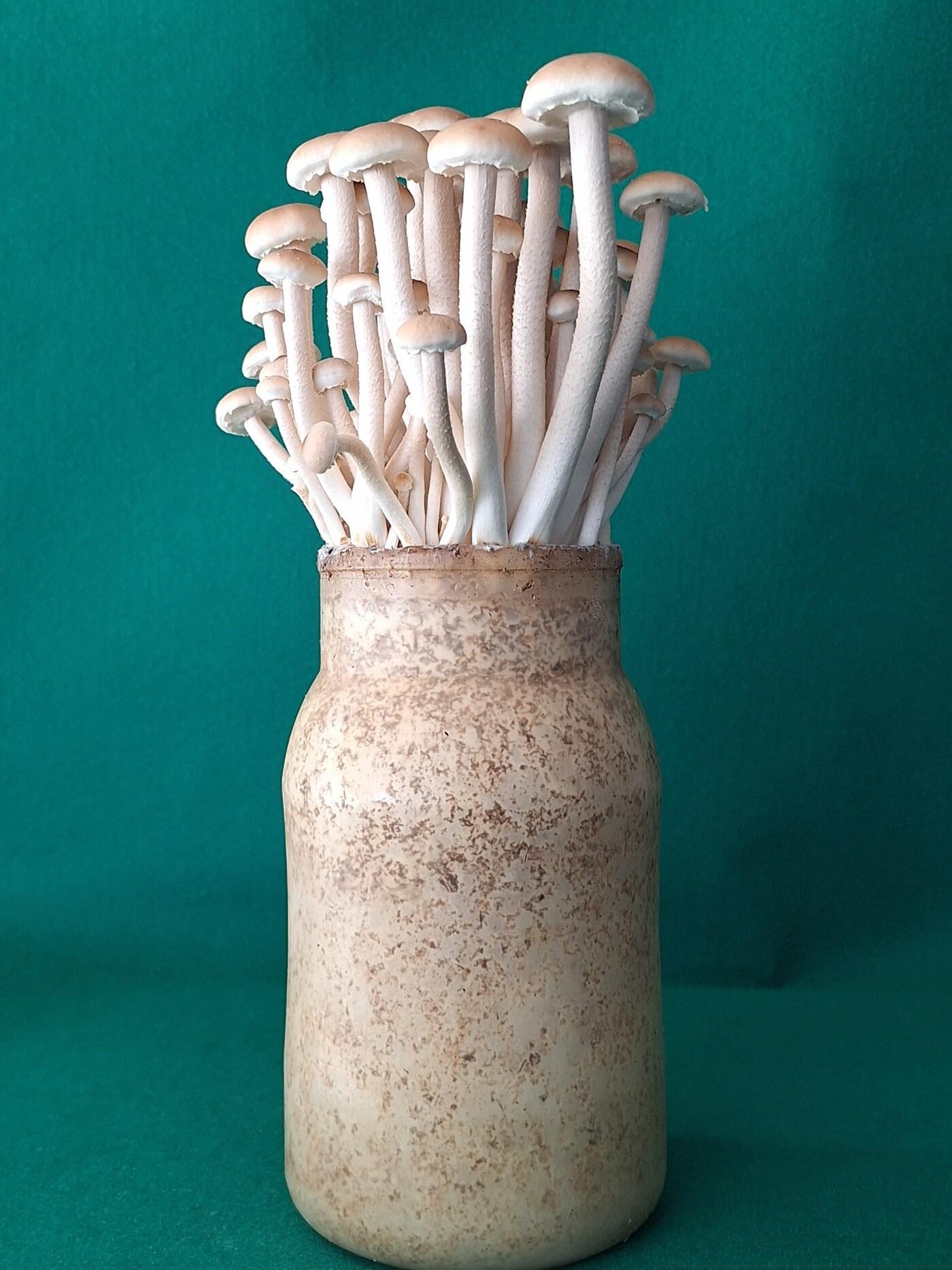 본문 이미지 - 병에 재배 중인 신품종 버들송이 '아삭송'.(충남도 제공. 재판매 및 DB금지)/뉴스1