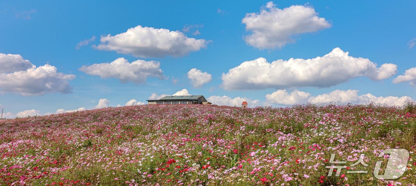 천북면 꽃밭.&#40;보령시 제공. 재판매 및 DB금지&#41; 2025.10.27/뉴스1