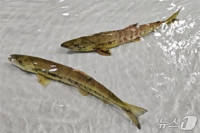 본문 이미지 - 지난 24일 울산 울주군 구영교서 포획된 태화강 회귀연어. &#40;울주군 제공. 재판매 및 DB 금지&#41; /뉴스1