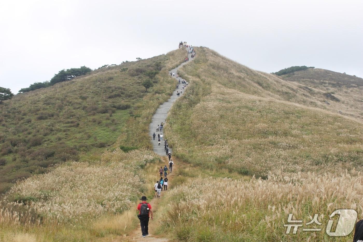 합천 황매산 억새&#40;합천군 제공. 재판매 및 DB금지&#41;.