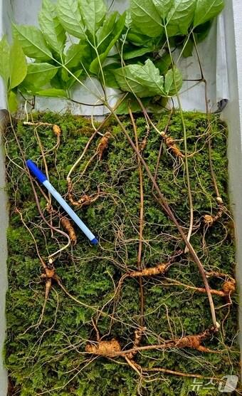본문 이미지 - 남원 지리산 자락에서 발견된 천종산삼.(한국전통심마니협회 제공. 재판매 및 DB금지)
