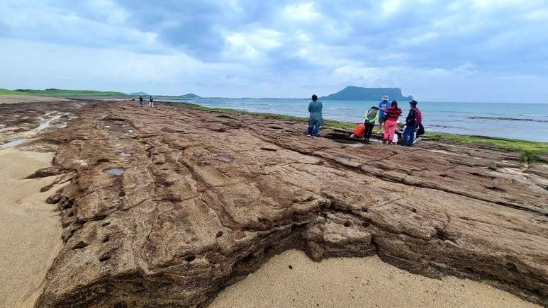 본문 이미지 - 신양리층(제주자연의 벗 제공. 재판매 및 DB 금지)/뉴스1 