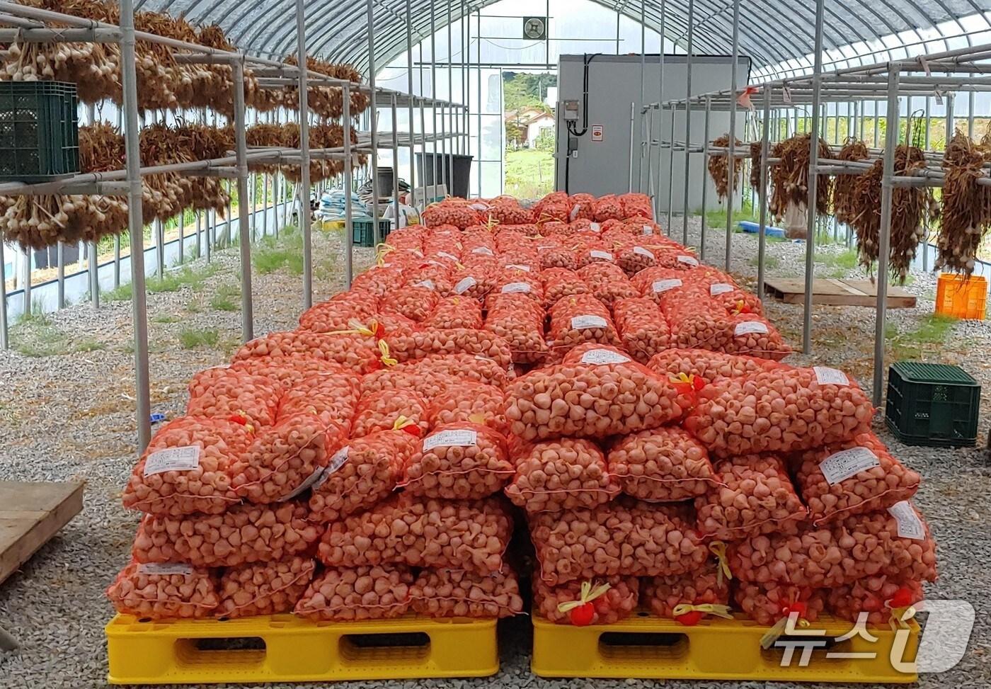  단양 마늘.(단양군 제공. 재판매 및 DB금지)/뉴스1