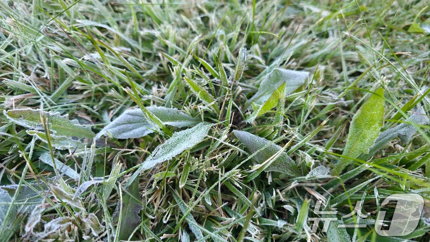 본문 이미지 - 첫서리.(뉴스1 자료사진)