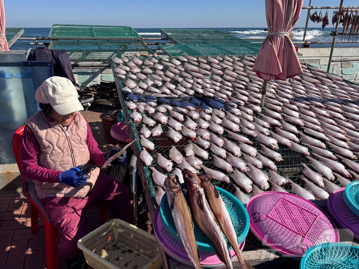 본문 이미지 - 초겨울 추위가 이어진 28일 울산 북구 강동에서 한 상인이 참가자미를 건조시키고 있다. 2025.10.28/뉴스1 ⓒ News1 김세은 기자