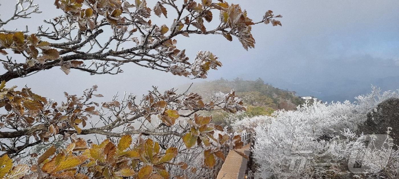 본문 이미지 - 지난달 28일 아침 06시 40분 전북 무주군 덕유산 설천봉의 모습.  덕유산사무소 제공. 재판매 및 DB금지)2025.10.28/뉴스1 ⓒ News1 김동규 기자