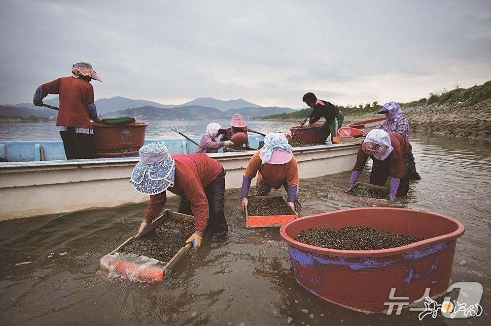 본문 이미지 - &#39;섬진강 재첩잡이 손틀어업&#39;이  지난 2018년 11월 국가중요어업유산 제7호로 지정된 데 이어  2023년 7월 국내 어업 분야 최초로 세계중요농업유산에 등재됐다.&#40;광양시 제공&#41;