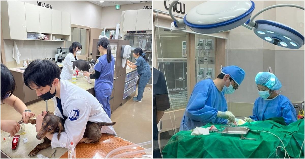 본문 이미지 - 24시 더케어동물의료센터 진료 및 수술 모습(병원 제공) ⓒ 뉴스1