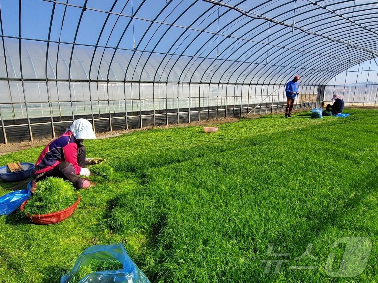 본문 이미지 - 해남 세발나물 농가 &#40;해남군 제공. 재판매 및 DB금지&#41; /뉴스1 