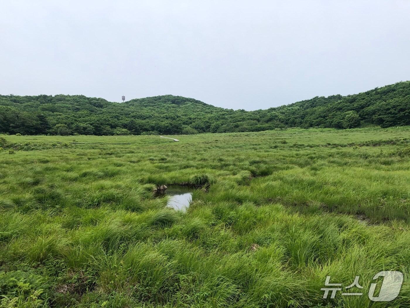 본문 이미지 - 강원 인제군 대암산 용늪 산림유전자원보호구역 자료 사진. &#40;북부지방산림청 제공. 재판매 및 DB금지&#41; 2025.10.28/뉴스1