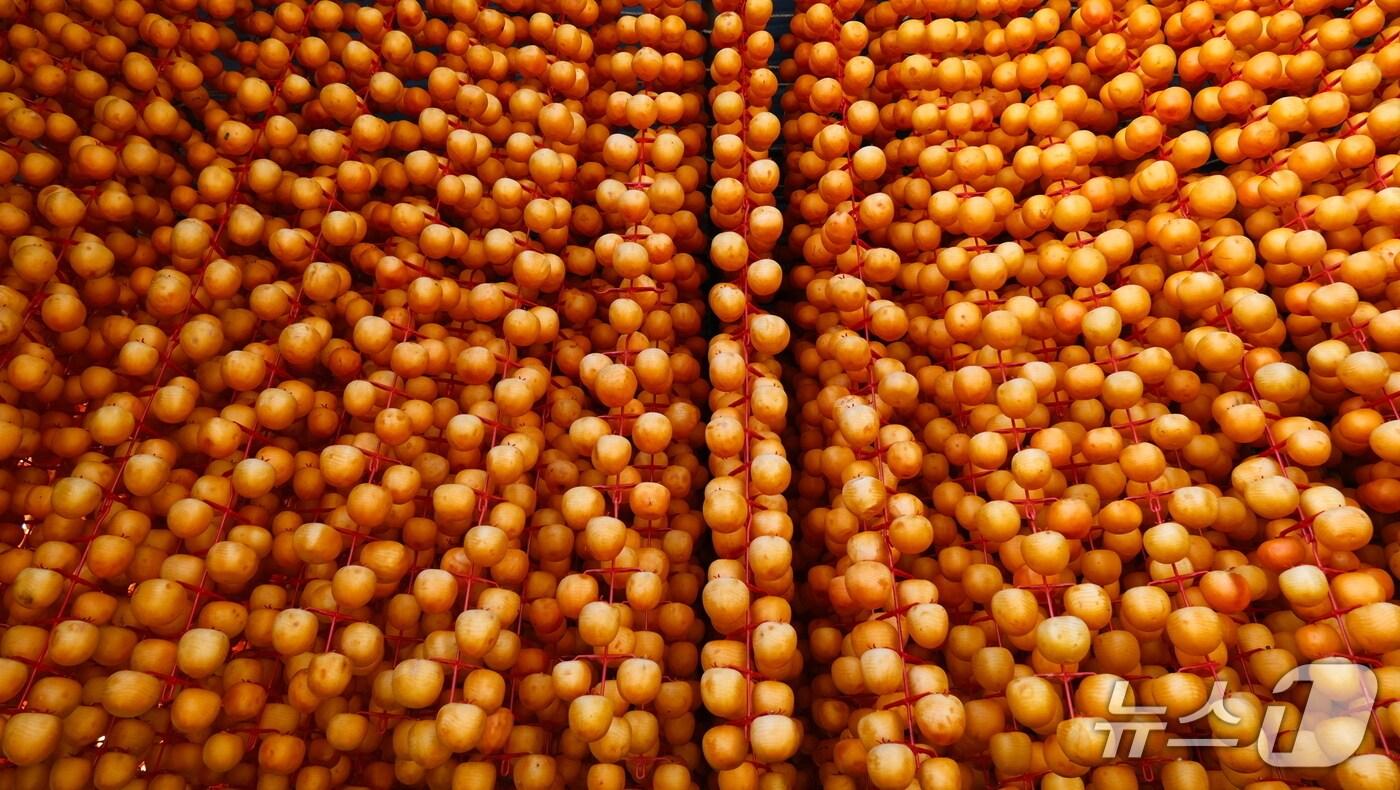 '감 고을' 충북 영동군에서 곶감 말리는 작업이 한창이다.  사진은 감 타래에 걸려 있는 곶감용 감. (영동군 제공. 재판매 및 DB금지) /뉴스1