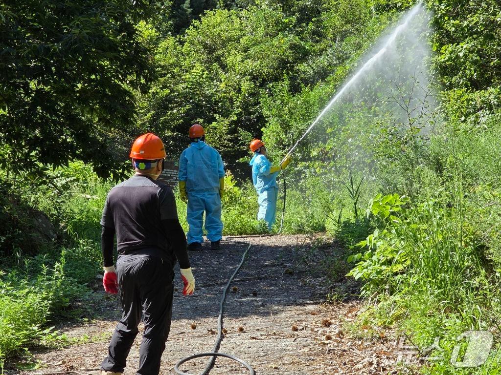 본문 이미지 - 강릉시, 농림지 동시발생 성충기 병해충 방제 실시.(강릉시 제공, 재판매 및 DB 금지) 2025.10.29/뉴스1