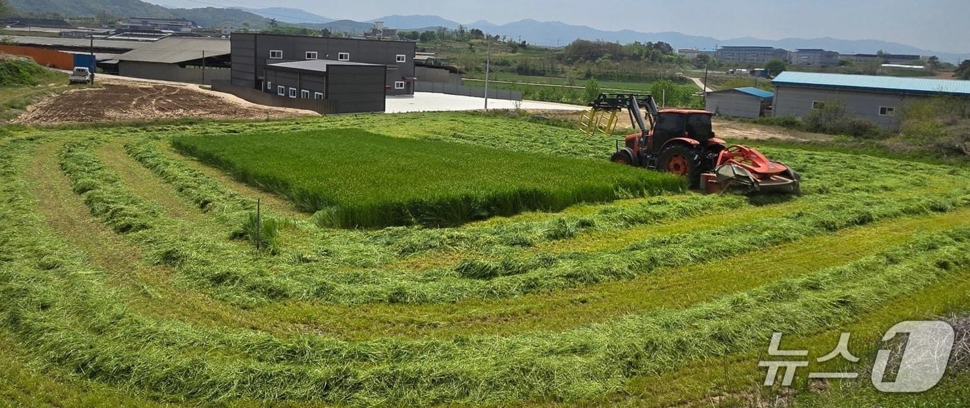 청주시 조사료 생산 단지.(시 제공)/뉴스1