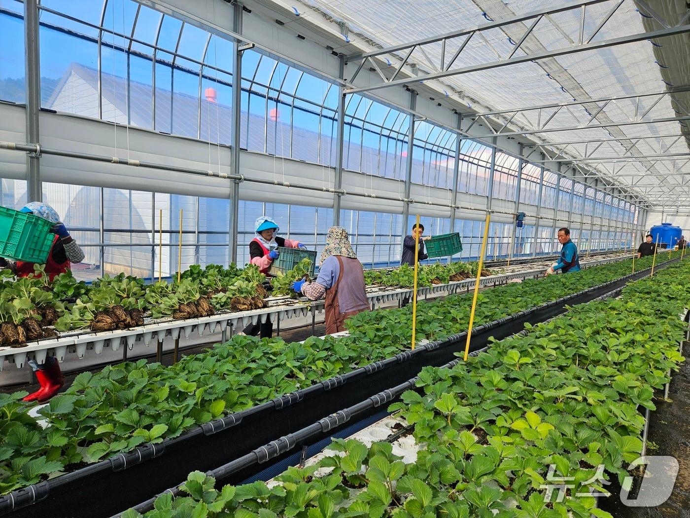 본문 이미지 - 딸기 농가.(하동군 제공. 재판매 및 DB금지)