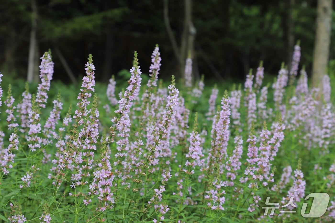 털부처꽃 ‘백두분홍’(한국수목원정원관리원 제공.재판매 및 DB금지) /뉴스1
