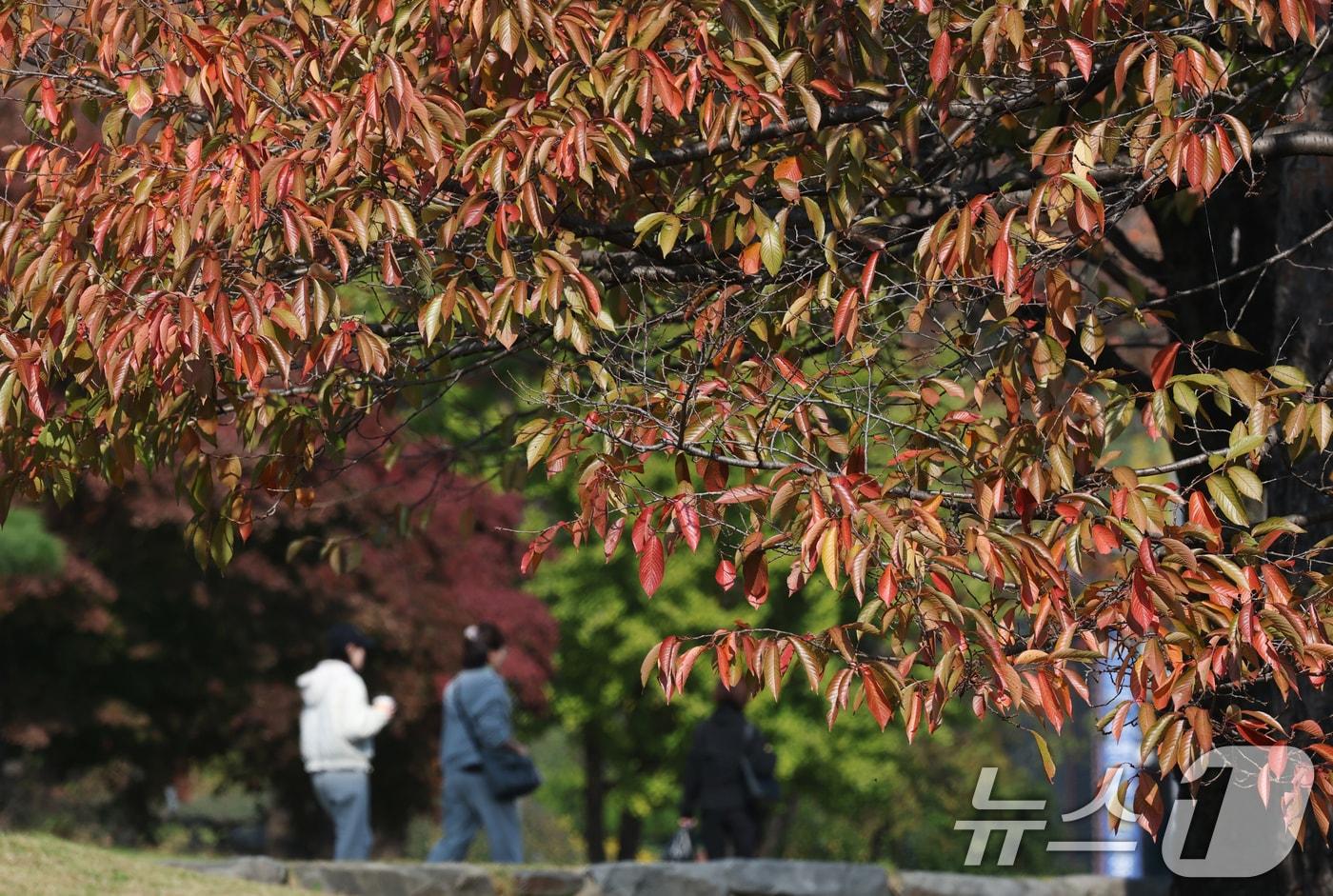 완연한 가을 날씨를 보인 29일 경기 수원시 팔달구 수원화성 창룡문 인근에 단풍이 물들고 있다. 2025.10.29/뉴스1 ⓒ News1 김영운 기자