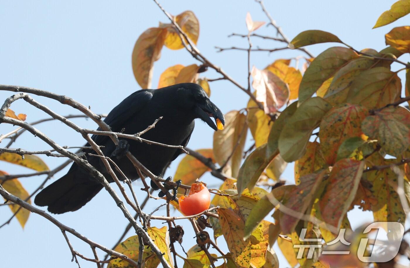완연한 가을 날씨를 보인 29일 경기 수원시 팔달구 수원화성 창룡문 인근에서 까마귀가 감을 쪼아 먹고 있다. 2025.10.29/뉴스1 ⓒ News1 김영운 기자