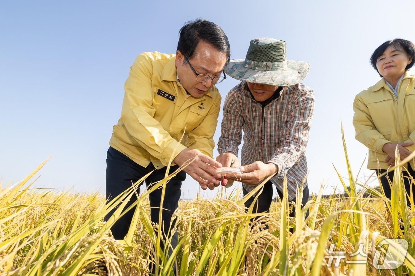 29일 정헌율 익산시장이 오산면 신지리 일원을 찾아 벼 수발아 피해 현장을 점검했다.(익산시 제공. 재판매 및 DB금지)