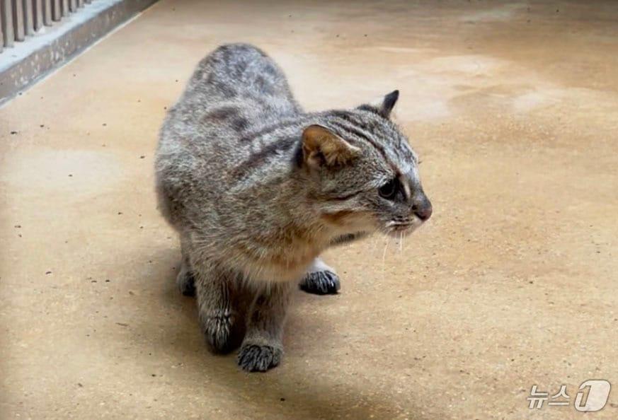 본문 이미지 - 광주 우치동물원 새가족이 된 삵.&#40;광주시 제공. 재판매 및 DB 금지&#41; 