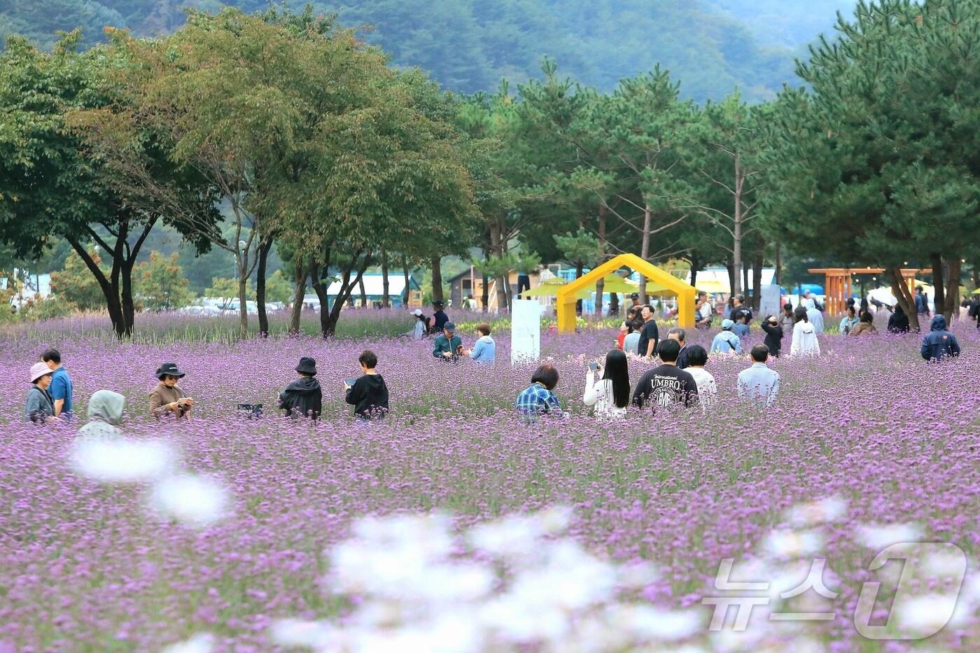 추석 연휴 첫날인 3일 강원 인제군 북면 용대리 일원에서 열린 가을꽃 축제장을 찾은 관광객들이 가을 정취를 만끽하고 있다. &#40;인제군 제공&#41; 2025.10.3/뉴스1 ⓒ News1 이종재 기자